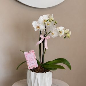 Maceta de orquídea